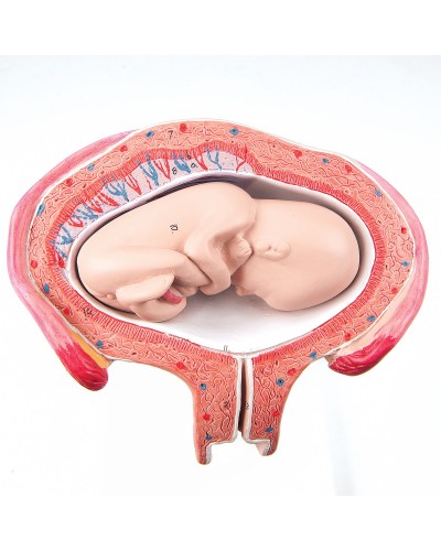 Fetus, month 4, abdominal position